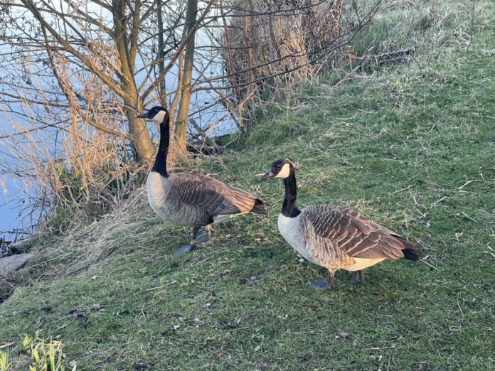 Zwei Kanadagänse in ihrem bevorzugten Lebensraum: einer Wiese am Wasser. Foto: Stadt Ratingen