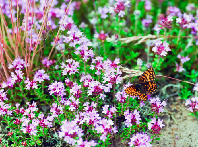 Die Verbraucherzentrale NRW zeigt, wie Gärten auch heiße Sommer gut überleben. Foto: VZ NRW/adpic