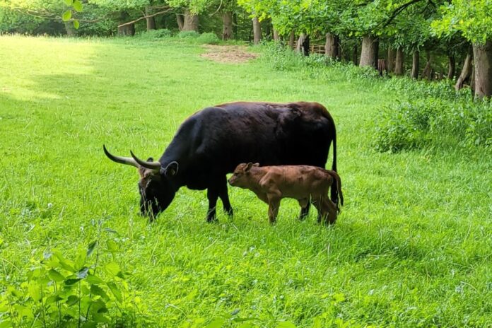 Mit "Nalefreju" hat das Wildgehege Zuwachs bekommen. Foto: Kreis Mettmann