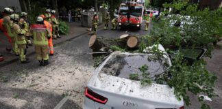Warum der Baum umkippte, war noch unklar. Einen Sturm gab es nicht.