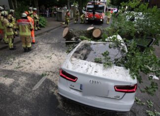 Warum der Baum umkippte, war noch unklar. Einen Sturm gab es nicht.