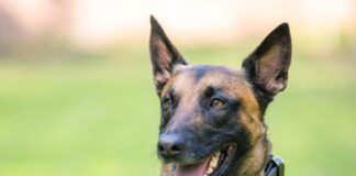 Ein Polizeihund findet einen flüchtigen Einbrecher. (Symbolbild)