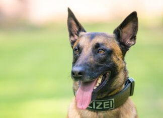 Ein Polizeihund findet einen flüchtigen Einbrecher. (Symbolbild)