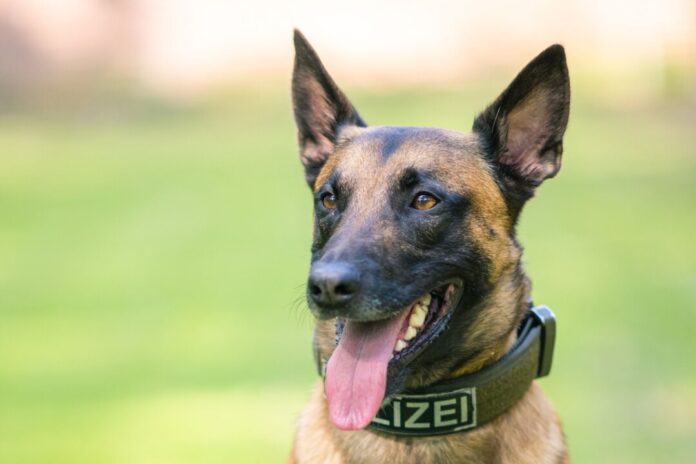 Ein Polizeihund findet einen flüchtigen Einbrecher. (Symbolbild)