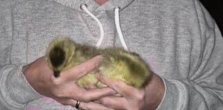 Tierschützer kümmerten sich nach der Rettungsaktion um die Gänse. Foto: Polizei