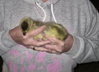 Tierschützer kümmerten sich nach der Rettungsaktion um die Gänse. Foto: Polizei