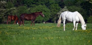 In den kommenden Nächten können die Temperaturen deutlich sinken.