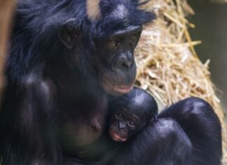 Noch ganz klein und anhänglich: Im Kölner Zoo wurde das Bonobo-Baby Milumbe geboren.