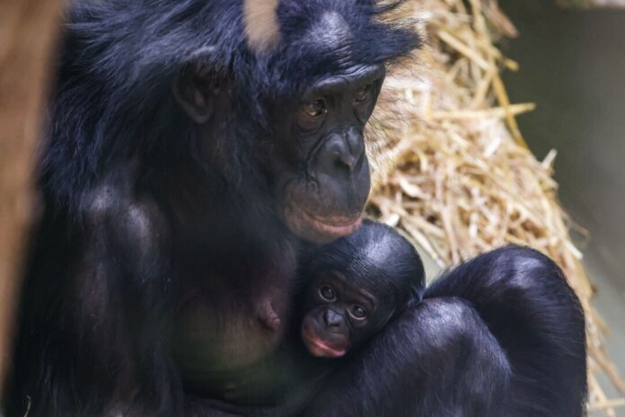 Noch ganz klein und anhänglich: Im Kölner Zoo wurde das Bonobo-Baby Milumbe geboren.