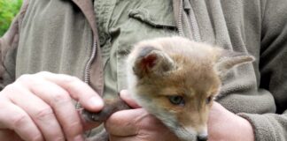Eigenständig konnte sich der Fuchs nicht aus der misslichen Lage befreien. (Symbolbild)