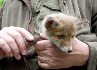 Eigenständig konnte sich der Fuchs nicht aus der misslichen Lage befreien. (Symbolbild)
