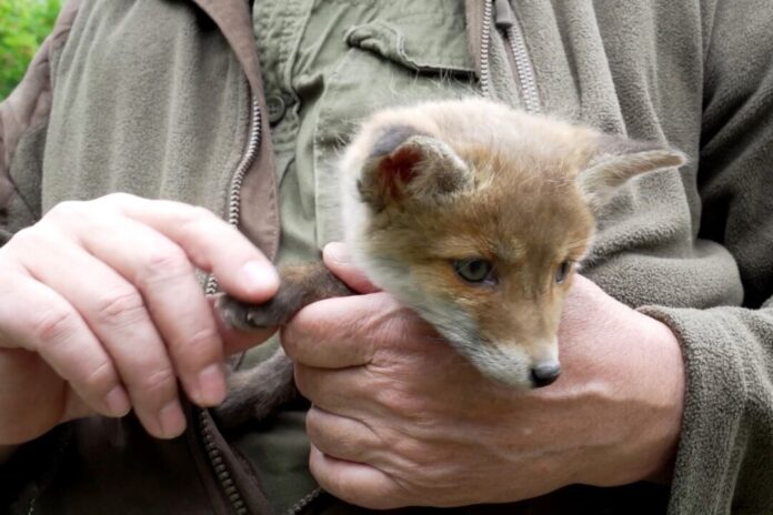 Fuchswelpe Eigenständig konnte sich der Fuchs nicht aus der misslichen Lage befreien. (Symbolbild)