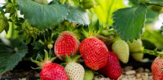 In NRW werden die ersten Erdbeeren jetzt reif. (Archivbild)