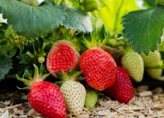 In NRW werden die ersten Erdbeeren jetzt reif. (Archivbild)