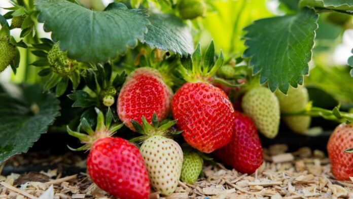 In NRW werden die ersten Erdbeeren jetzt reif. (Archivbild)