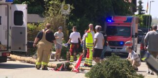Der umgestürzte Maibaum liegt auf der Straße vor einem Einsatzwagen der Feuerwehr. 