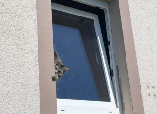 Mit Hilfe einer Drehleiter befreite die Feuerwehr das Tier.