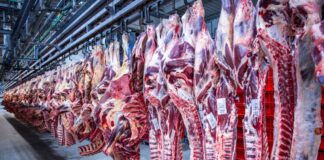 Nach Jahren rückläufiger Schlachtungen ist die Zahl der Schweineschlachtungen im vergangenen Jahr wieder leicht gestiegen. (Archivfoto) 