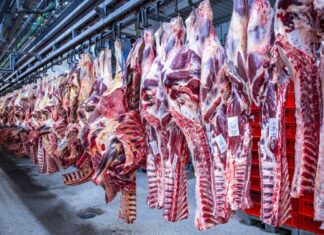 Nach Jahren rückläufiger Schlachtungen ist die Zahl der Schweineschlachtungen im vergangenen Jahr wieder leicht gestiegen. (Archivfoto) 
