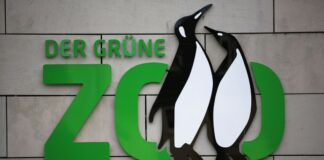 Zoo-Besuche sind bei vielen Menschen beliebt - Tierschützer machen jedoch artenschutzrechtliche Bedenken geltend. (Symbolbild)