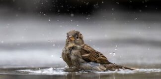 Der Naturschutzbund Deutschland (Nabu) veranstaltet die populäre Vogel-Zählaktion Stunde der Gartenvögel am zweiten Mai-Wochenende.