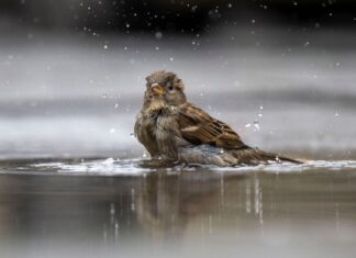 Der Naturschutzbund Deutschland (Nabu) veranstaltet die populäre Vogel-Zählaktion Stunde der Gartenvögel am zweiten Mai-Wochenende.