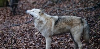 Hund im Wolfspelz oder Wolf mit Hundefell? Mischlinge sind möglich, aber zum Erhalt der Art nicht erwünscht. (Archivbild)
