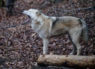 Hund im Wolfspelz oder Wolf mit Hundefell? Mischlinge sind möglich, aber zum Erhalt der Art nicht erwünscht. (Archivbild)