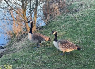 Zwei Kanadagänse in ihrem bevorzugten Lebensraum: einer Wiese am Wasser des Grünen Sees. Foto: Stadt Ratingen