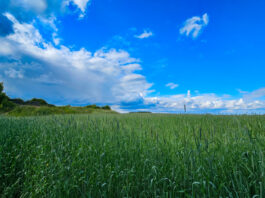 Der Sommer kommt - die Temperaturen ziehen an. Foto: Volkmann