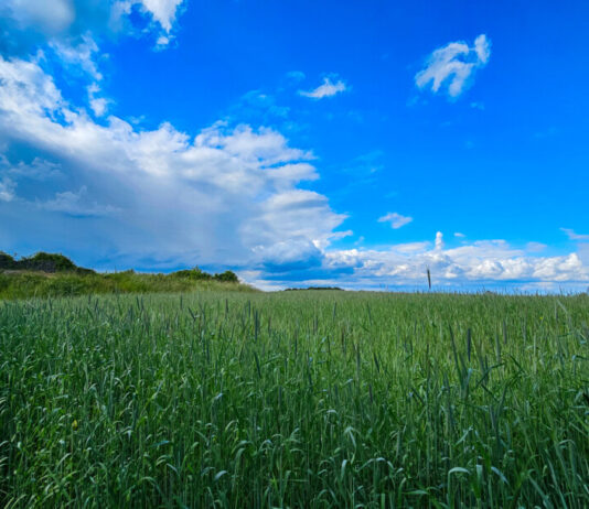 Der Sommer kommt - die Temperaturen ziehen an. Foto: Volkmann