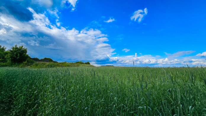 Der Sommer kommt - die Temperaturen ziehen an. Foto: Volkmann