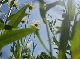 Grüne Oasen und Erholungsräume: An heißen Sommertagen kann man es in Velbert gut aushalten. Foto: Volkmann