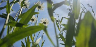 Grüne Oasen und Erholungsräume: An heißen Sommertagen kann man es in Velbert gut aushalten. Foto: Volkmann