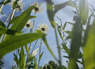 Grüne Oasen und Erholungsräume: An heißen Sommertagen kann man es in Velbert gut aushalten. Foto: Volkmann