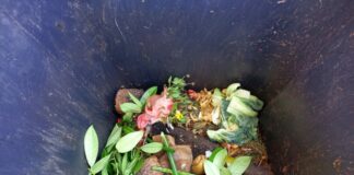 Im Sommer kann der Biomüll ziemlich streng müffeln. Foto: VZ NRW