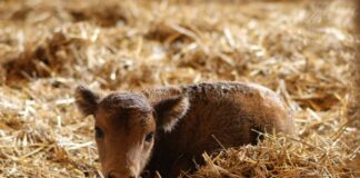 Das Wisentkälbchen „Nueva“ kurz nach der Geburt im Wisentstall. Foto: Kreis Mettmann