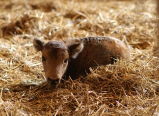 Das Wisentkälbchen „Nueva“ kurz nach der Geburt im Wisentstall. Foto: Kreis Mettmann