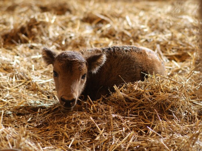 Das Wisentkälbchen „Nueva“ kurz nach der Geburt im Wisentstall. Foto: Kreis Mettmann