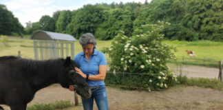 Vereinsvorsitzende Lydia Pache (hier mit Blacky, einem ihrer zwölf Schützlinge) ist dankbar, dass sie ein neues Zuhause für die Seniorpferde gefunden hat – auch wenn der Abschied von Gut Rodeberg schwerfällt. Foto: Nicole Marschall