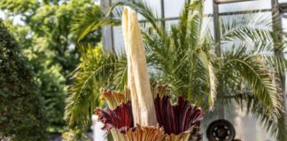 Sie ist zwei Meter groß und stinkt: In Essen öffnet sich die Blüte der Titanwurz.