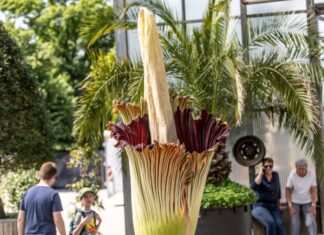 Sie ist zwei Meter groß und stinkt: In Essen öffnet sich die Blüte der Titanwurz.