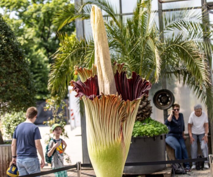 Sie ist zwei Meter groß und stinkt: In Essen öffnet sich die Blüte der Titanwurz.