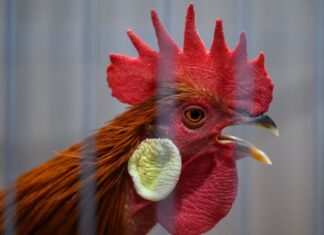 Ein Halter von Hähnen hat vor Gericht eine Niederlage erlitten. (Illustration)