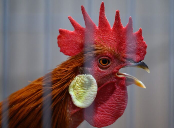 Ein Halter von Hähnen hat vor Gericht eine Niederlage erlitten. (Illustration)
