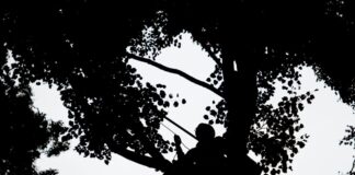 Die Baumblüte lässt eine reiche Samenernte erwarten. Im Sommer kommen voraussichtlich wieder Zapfenpflücker zum Einsatz. (Archivbild)