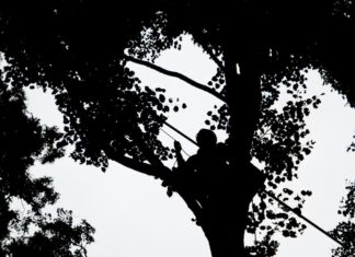 Die Baumblüte lässt eine reiche Samenernte erwarten. Im Sommer kommen voraussichtlich wieder Zapfenpflücker zum Einsatz. (Archivbild)