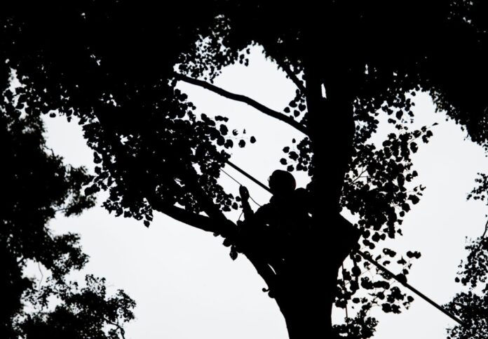 Zapfenpflücker Die Baumblüte lässt eine reiche Samenernte erwarten. Im Sommer kommen voraussichtlich wieder Zapfenpflücker zum Einsatz. (Archivbild)