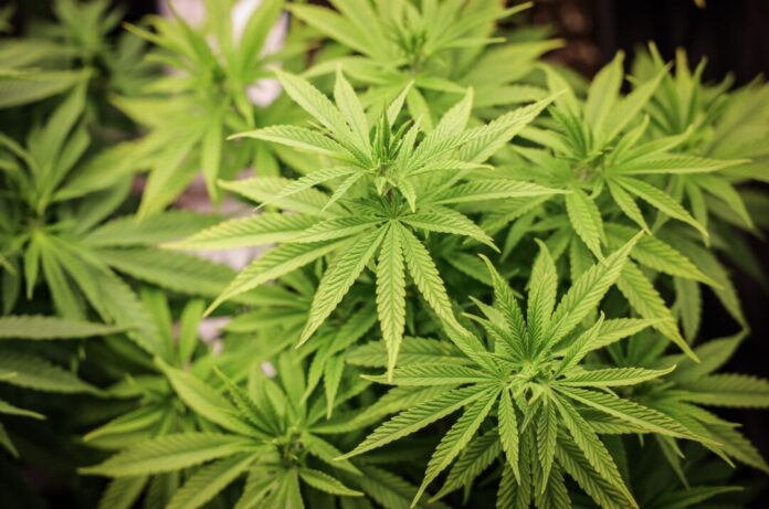 In NRW sind knapp ein Jahr nach dem Start 76 Anbauvereinigungen für Cannabis genehmigt worden. (Illustration)