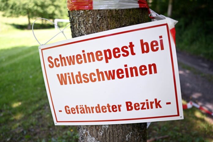 Zur Eindämmung der Tierseuche gelten rund um den Fundort der toten Wildschweine besondere Auflagen für Tierhalter, Spaziergänger und Jäger (Archivbild)